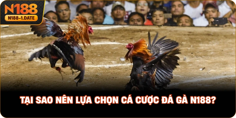 tai-sao-nen-lua-chon-ca-cuoc-da-ga-n188
